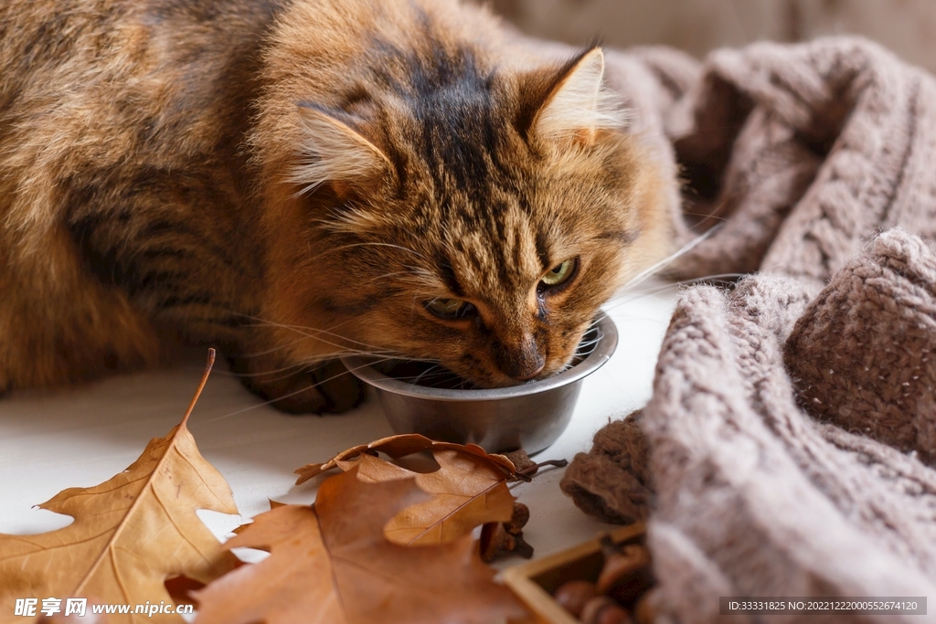 猫