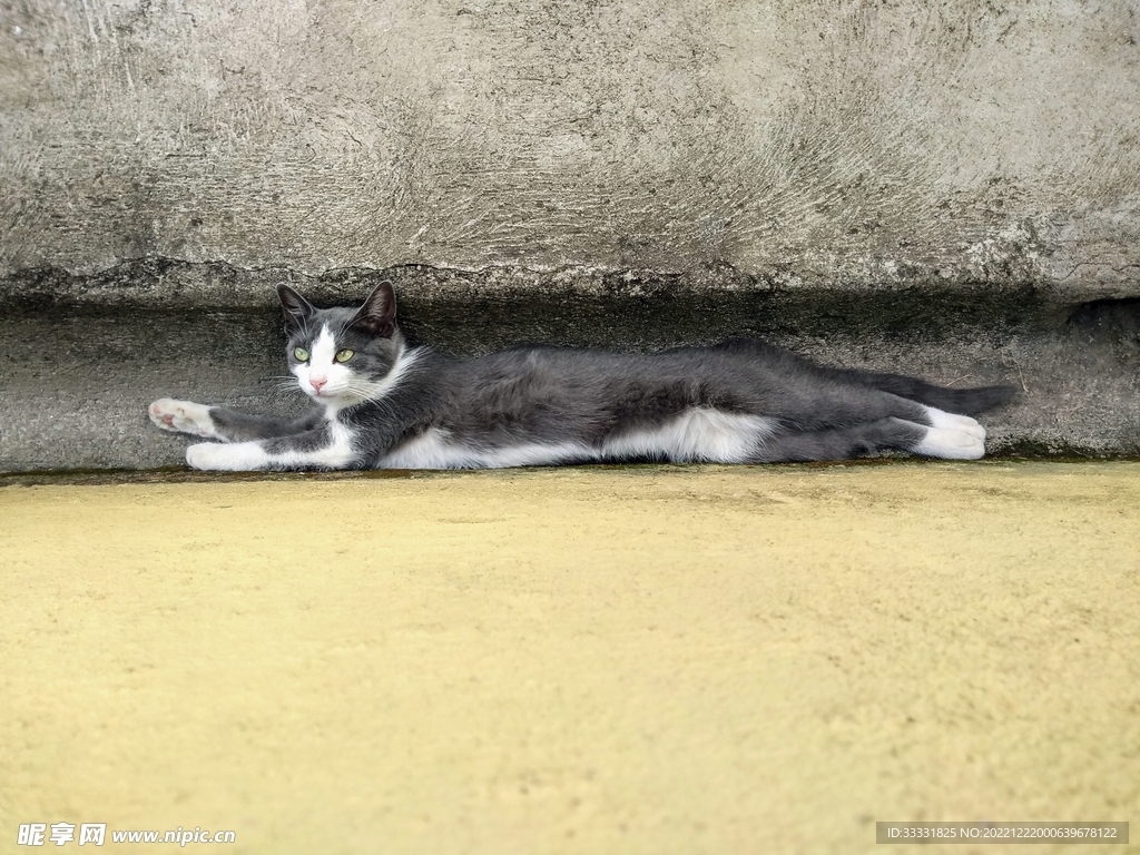 猫