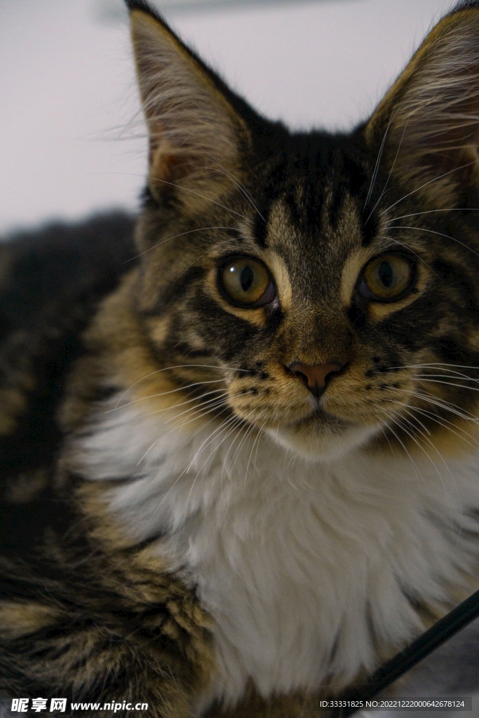 猫