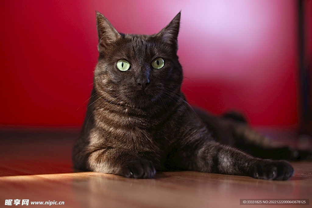 猫