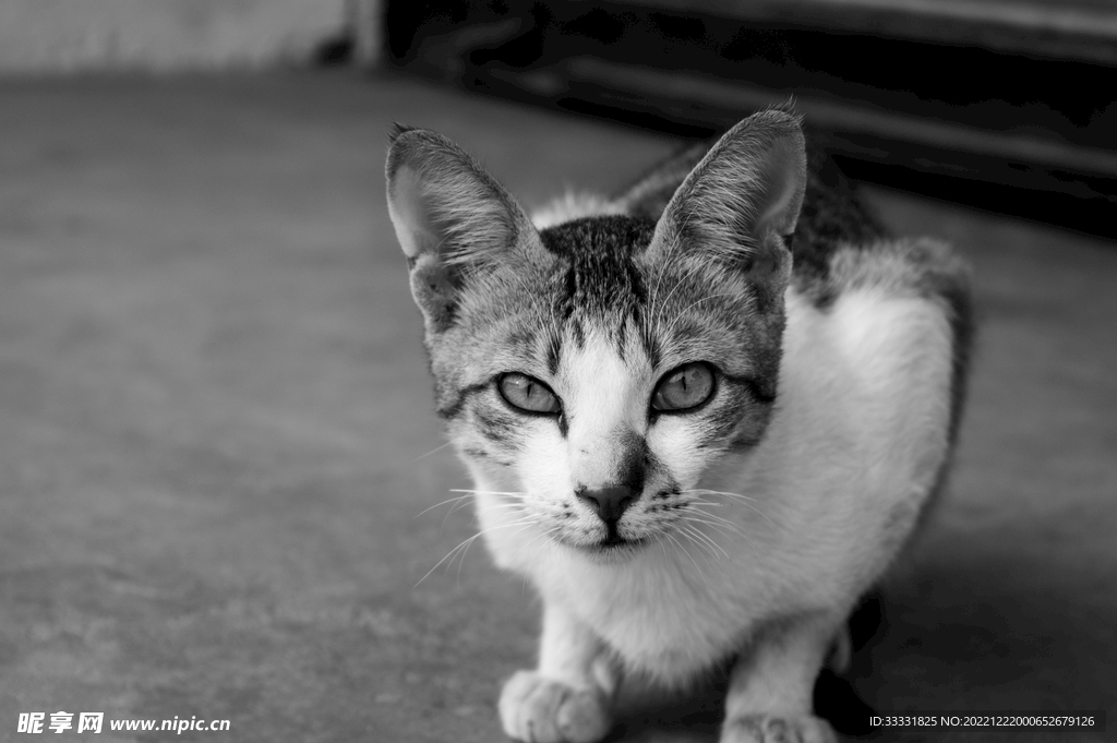 猫