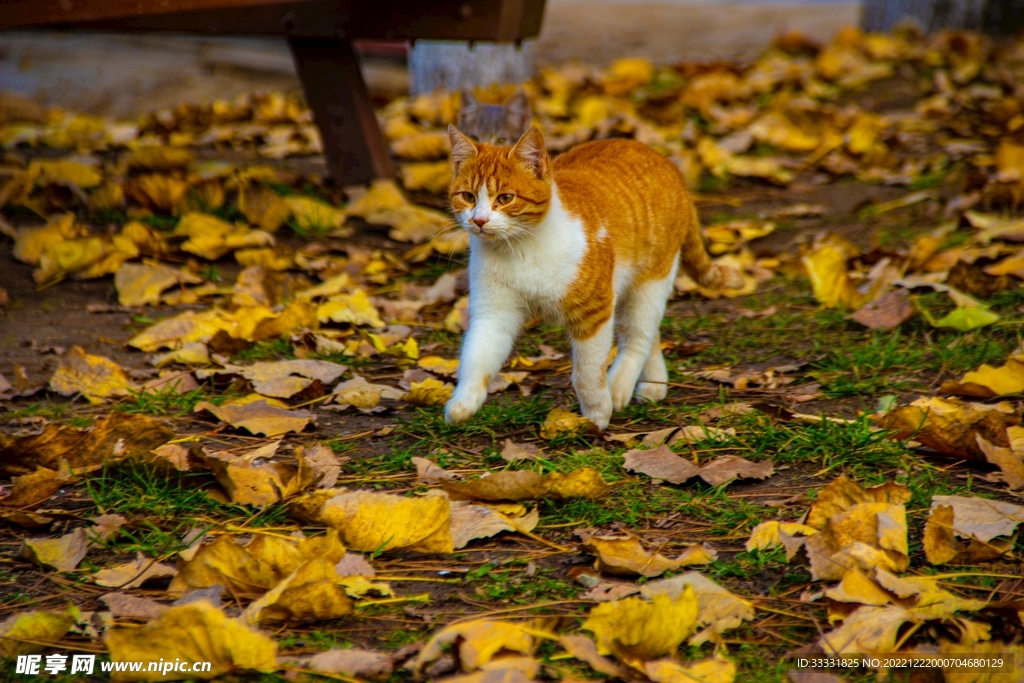 猫