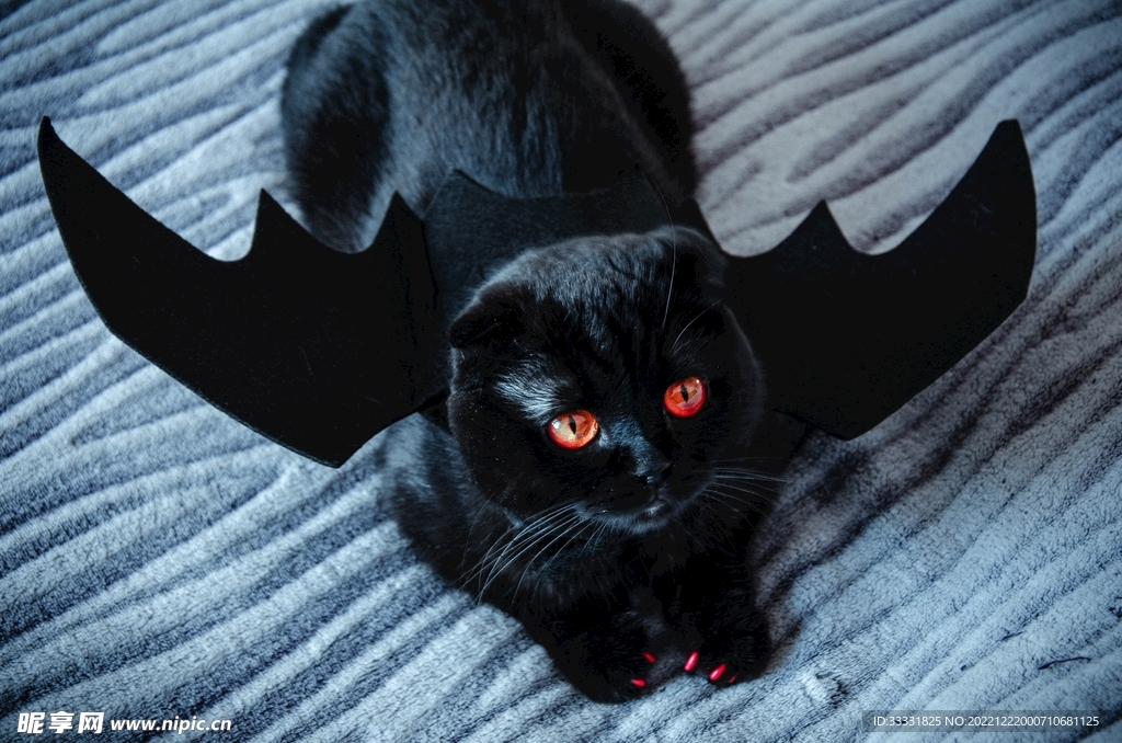 猫