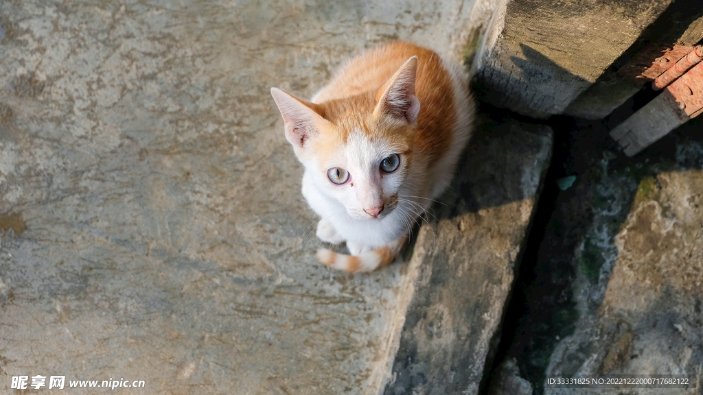 猫