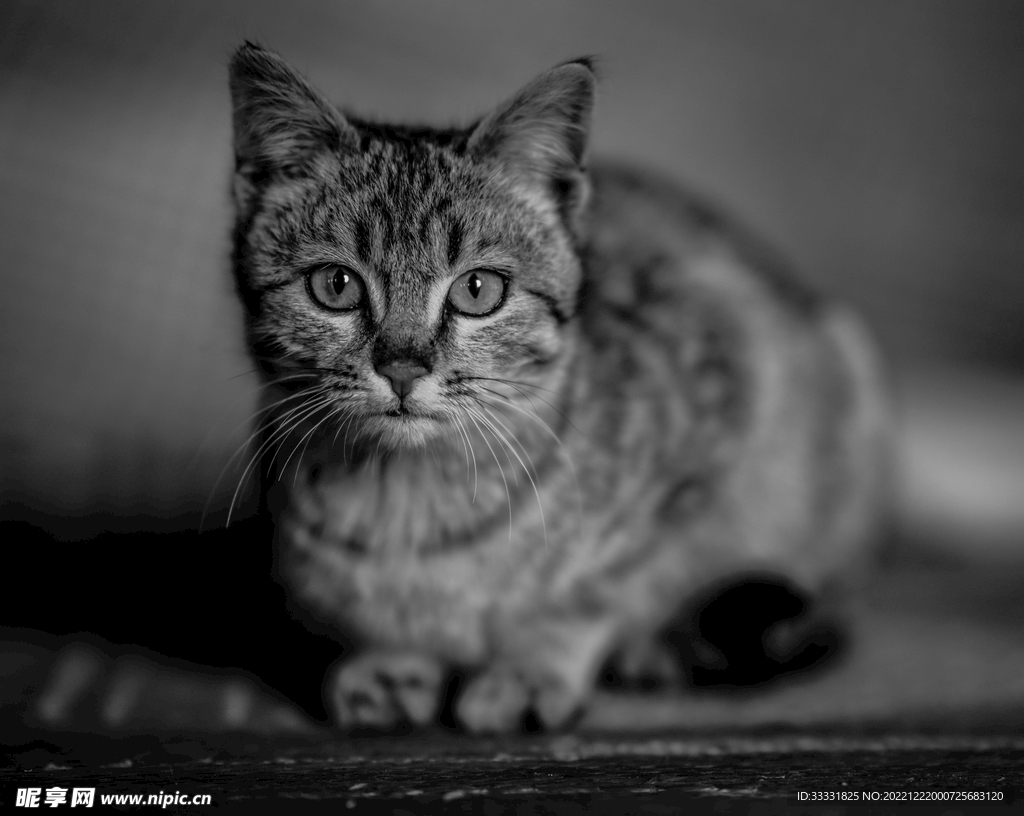 猫