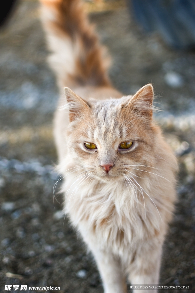 猫