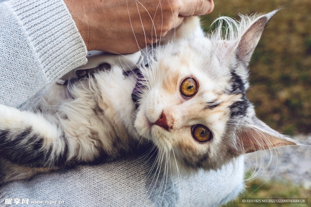 猫