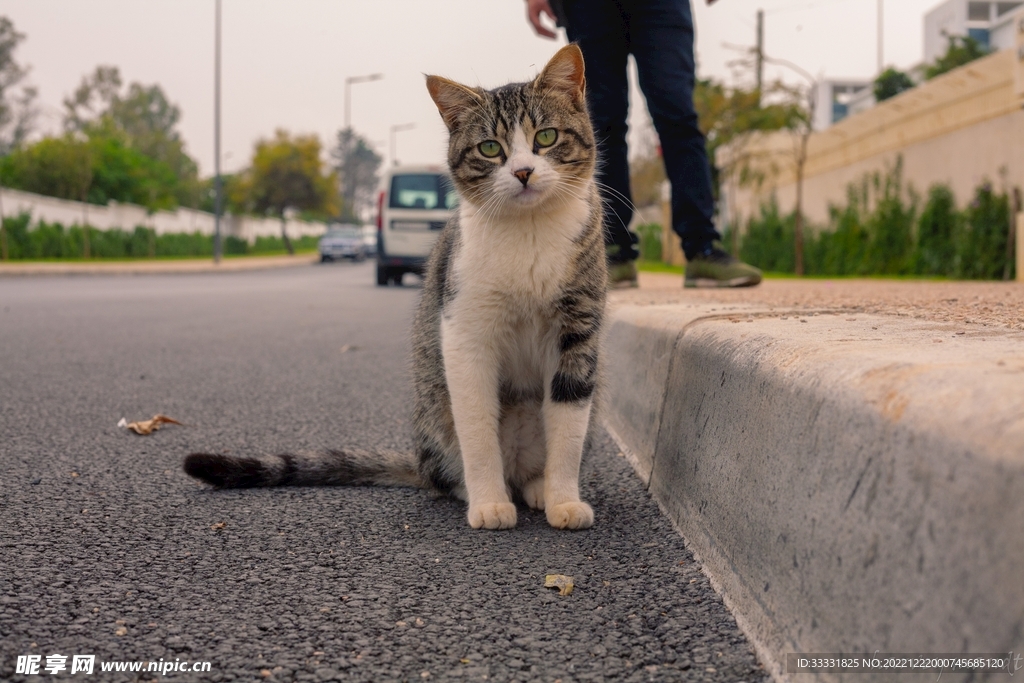 猫