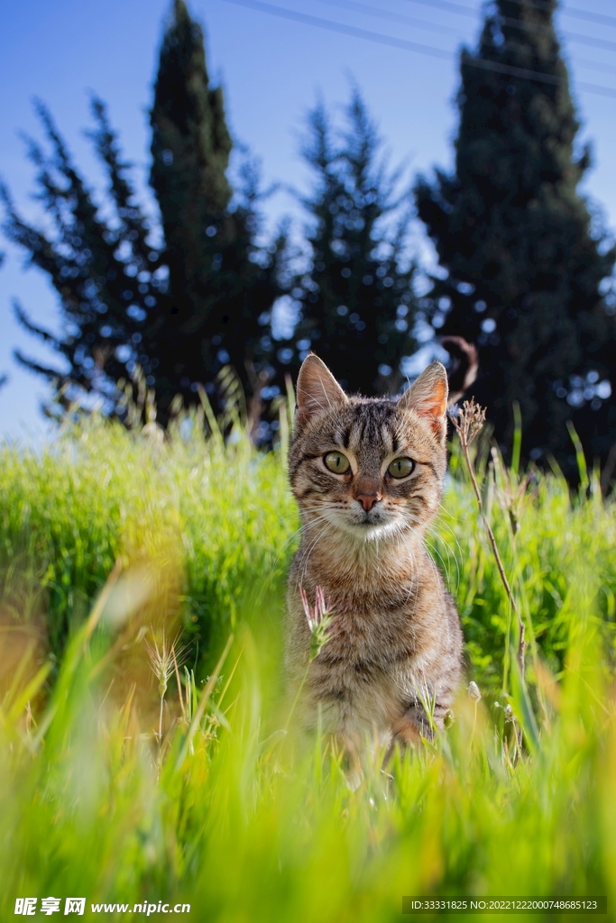猫