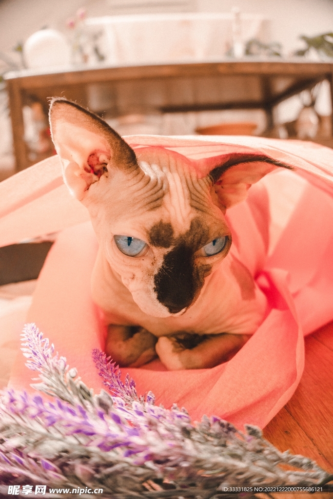 猫