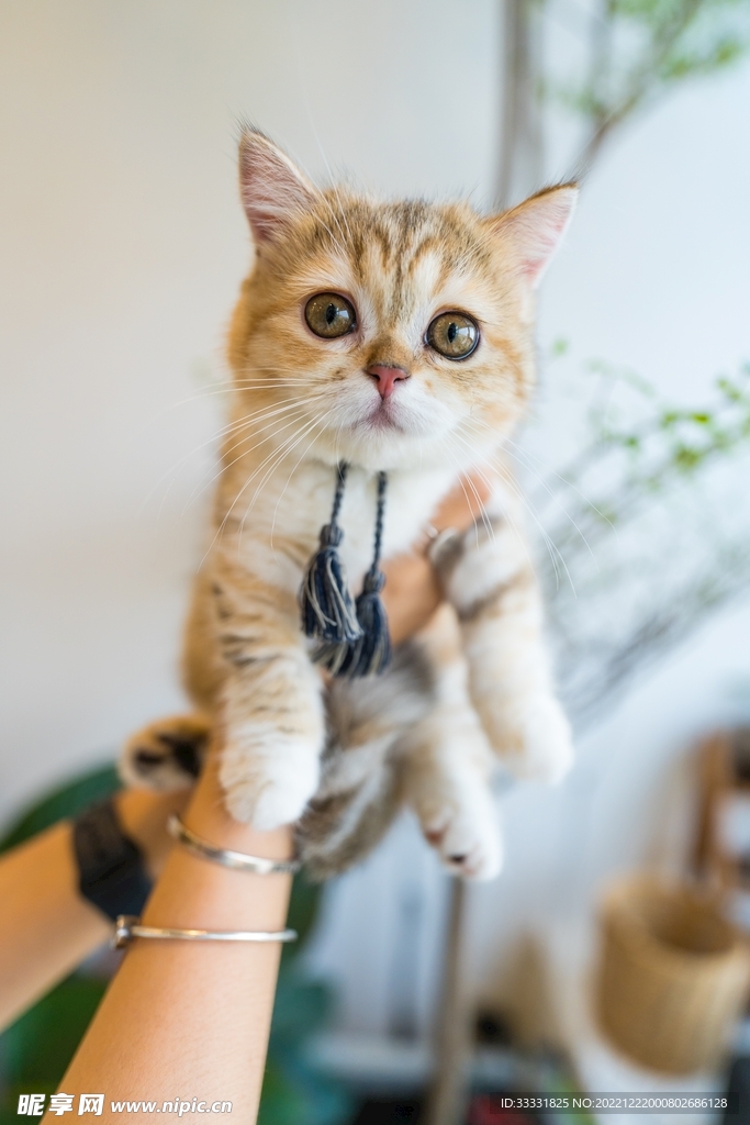 猫