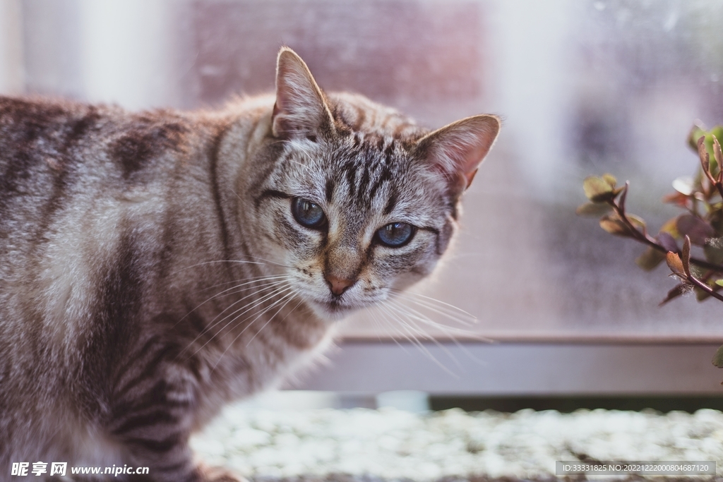猫