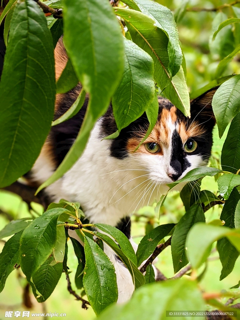 猫
