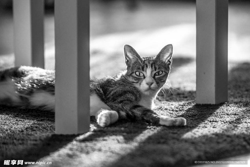 猫