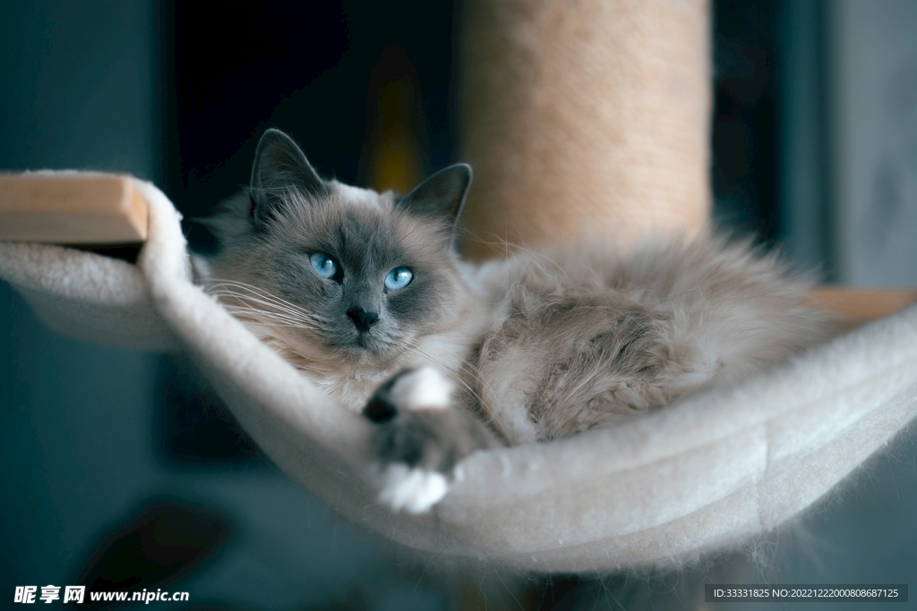 猫