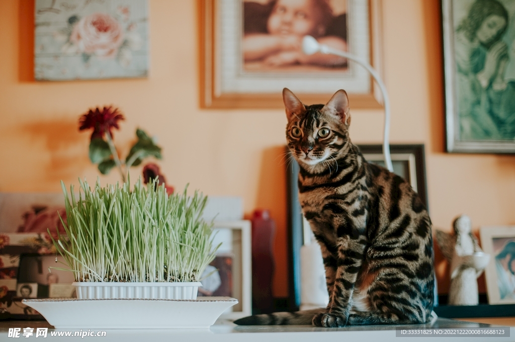 猫