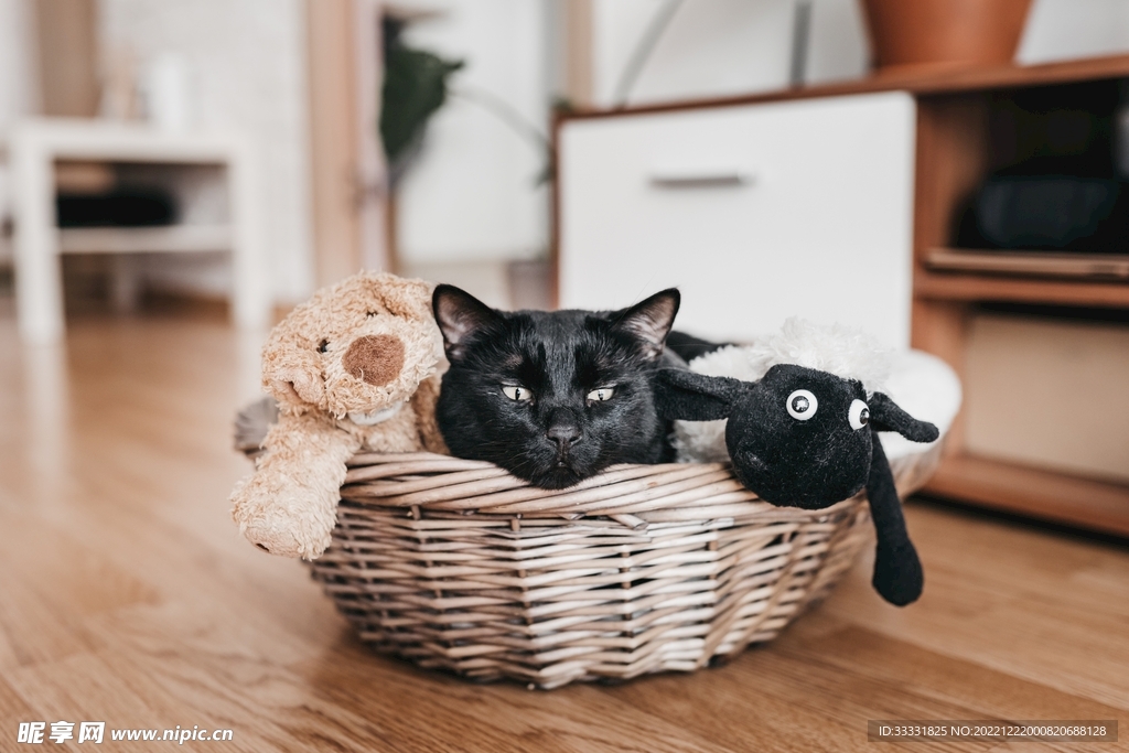 猫