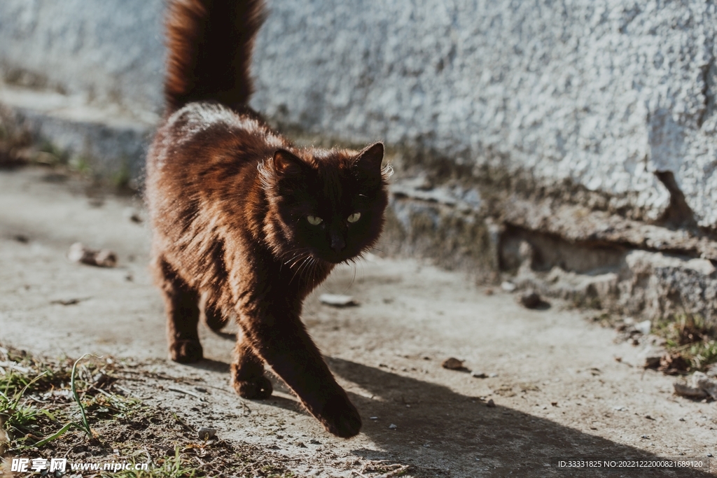 猫