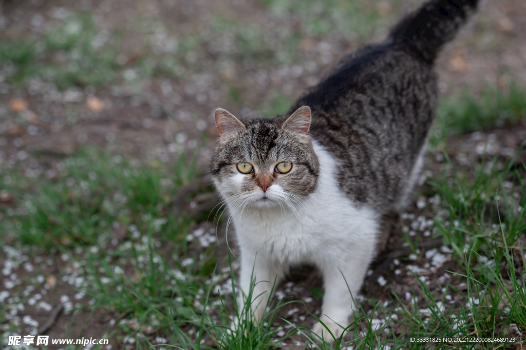 猫