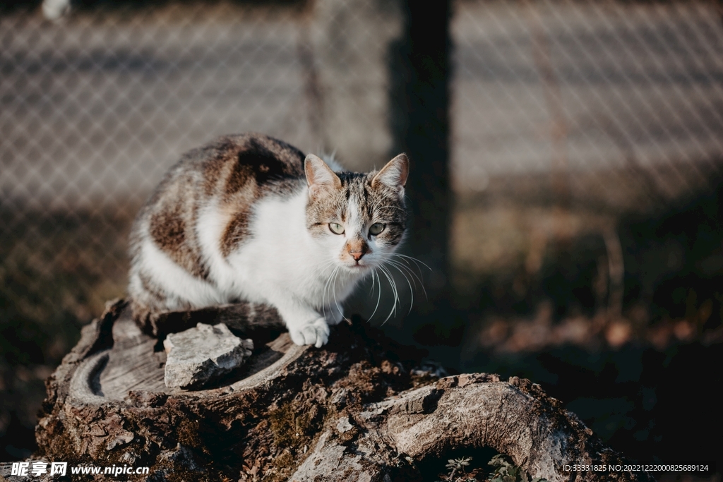 猫