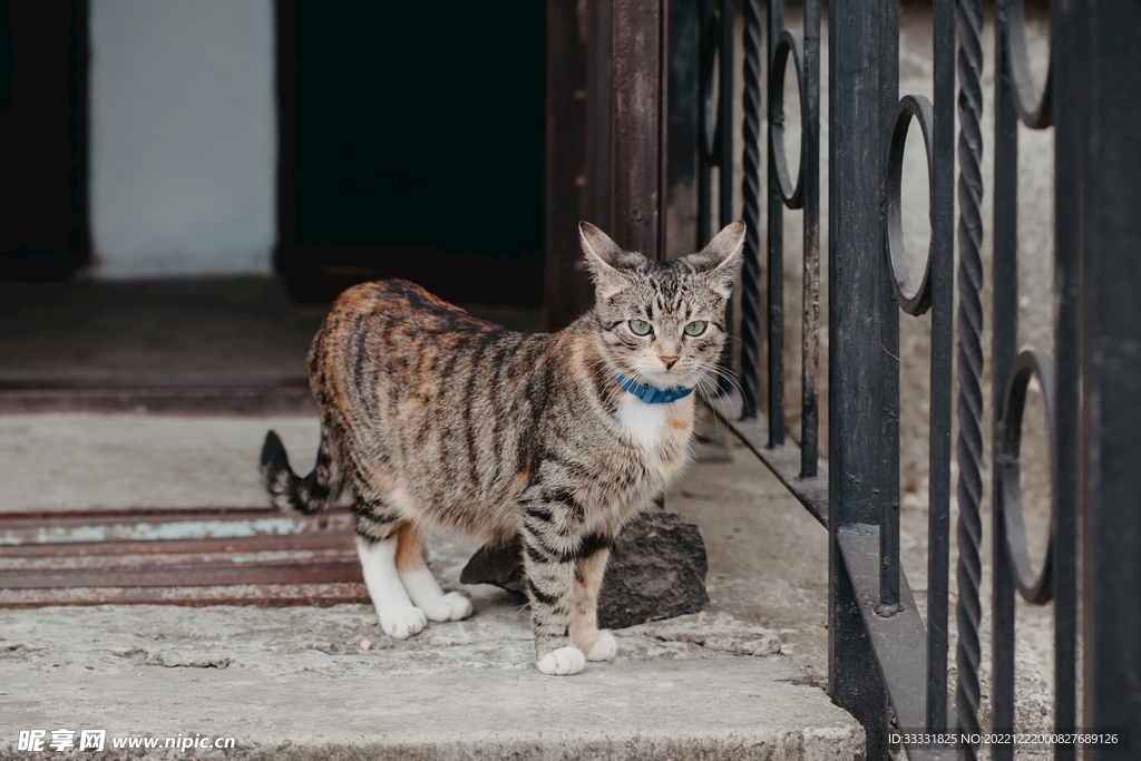 猫