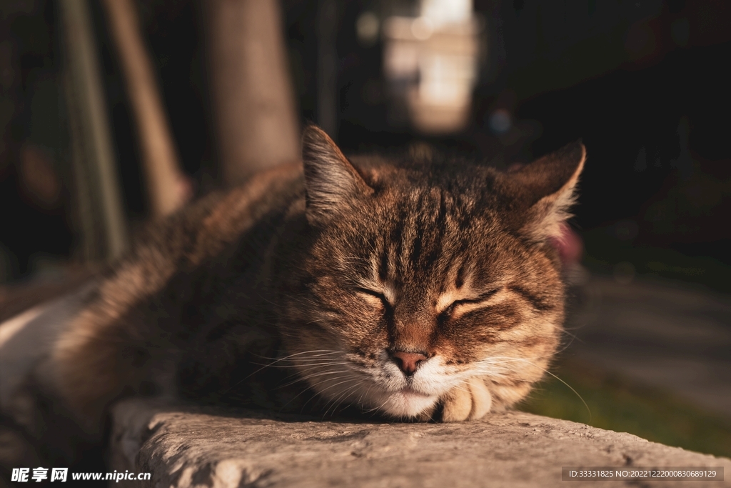猫