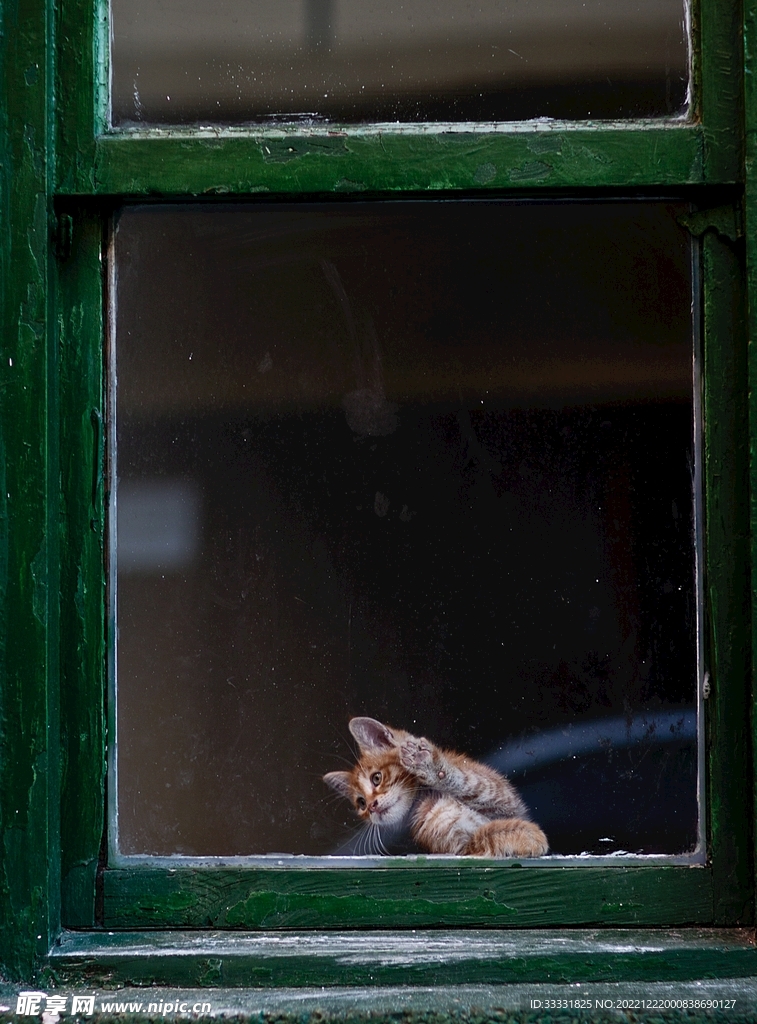 猫