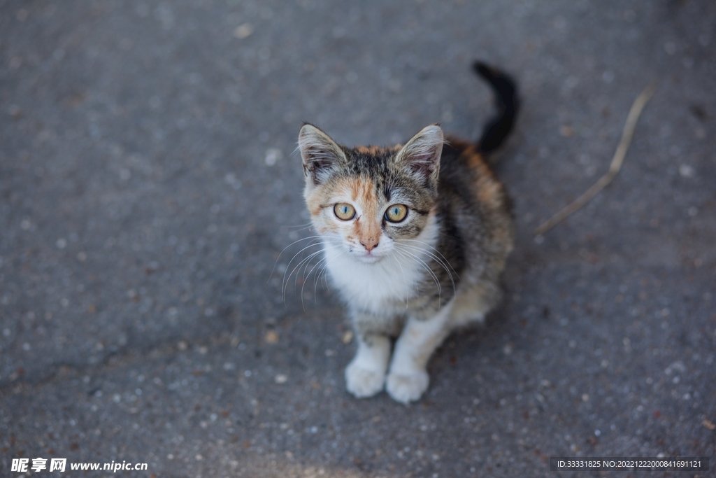 猫