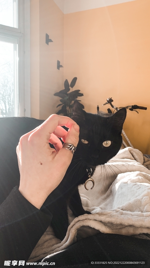 猫