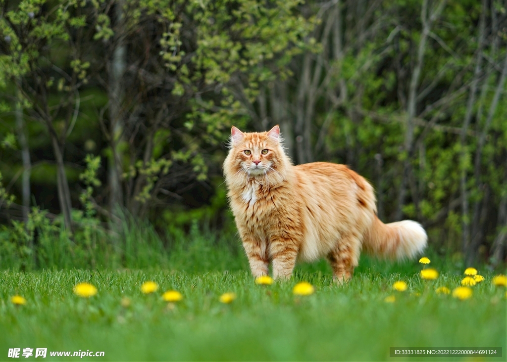 猫