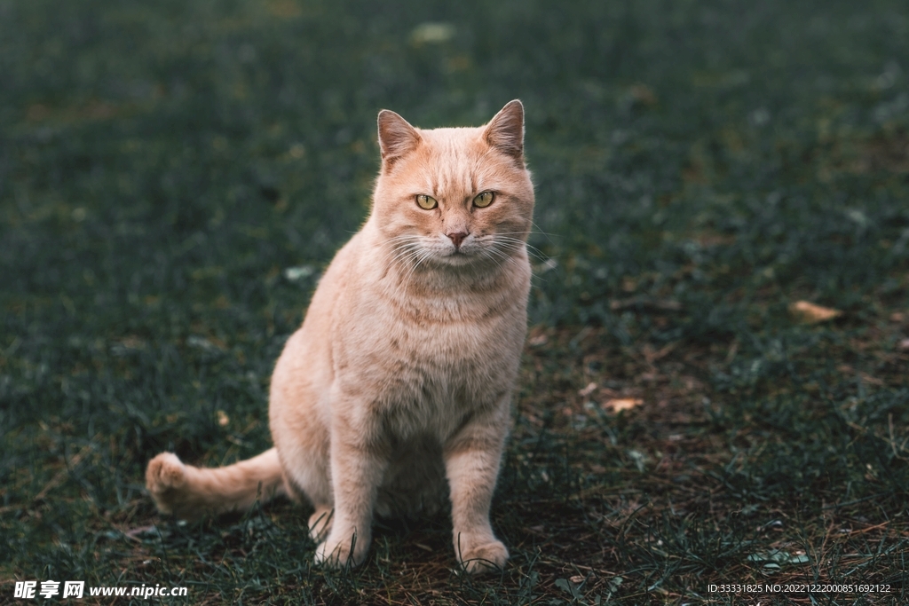 猫