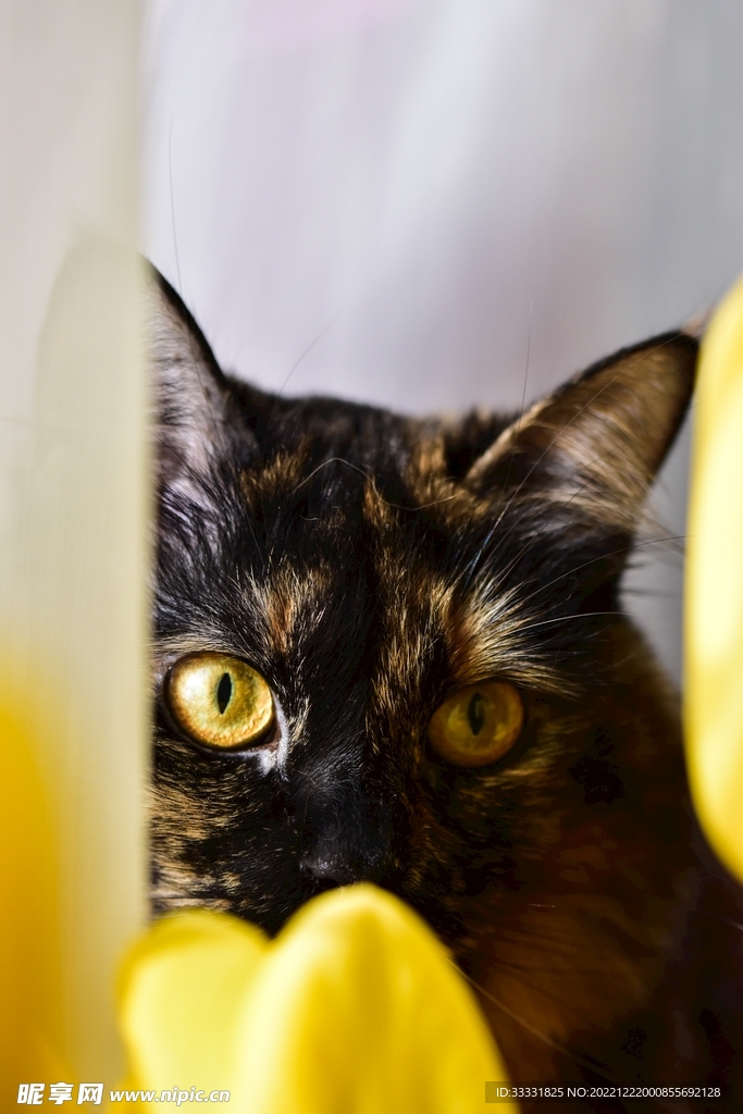 猫