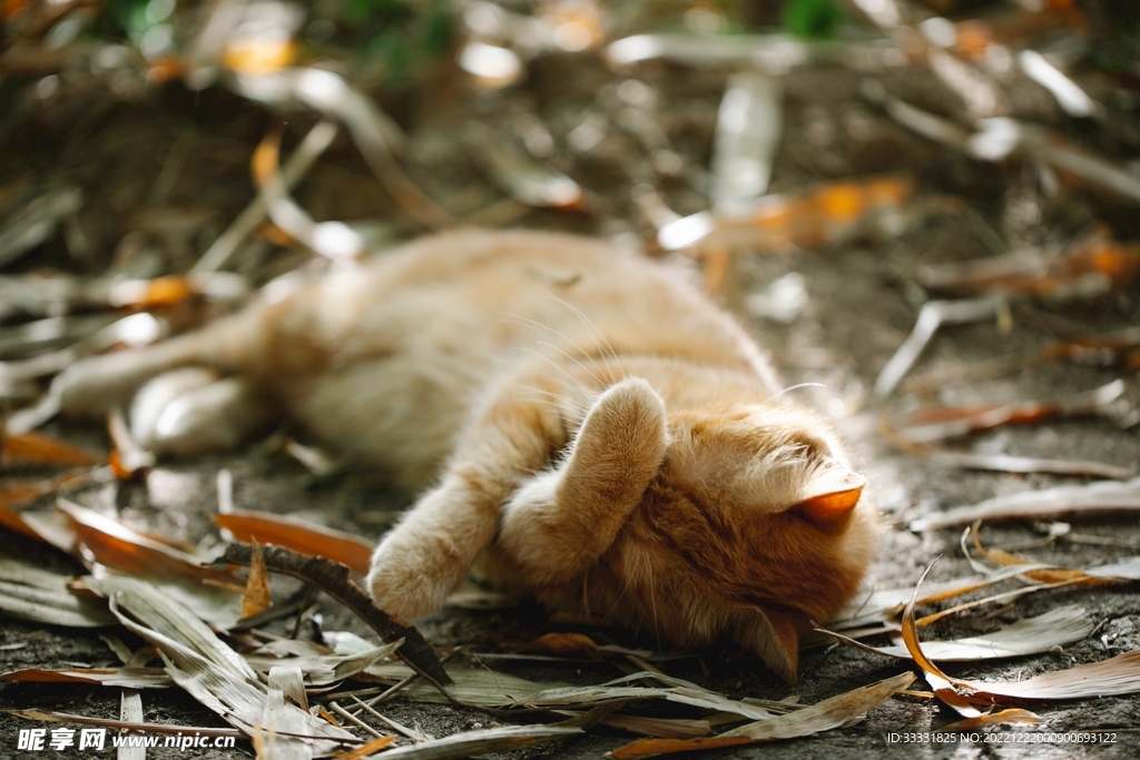 猫