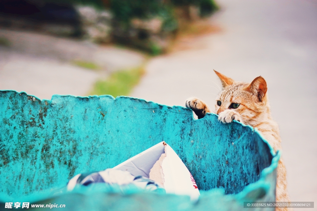 猫