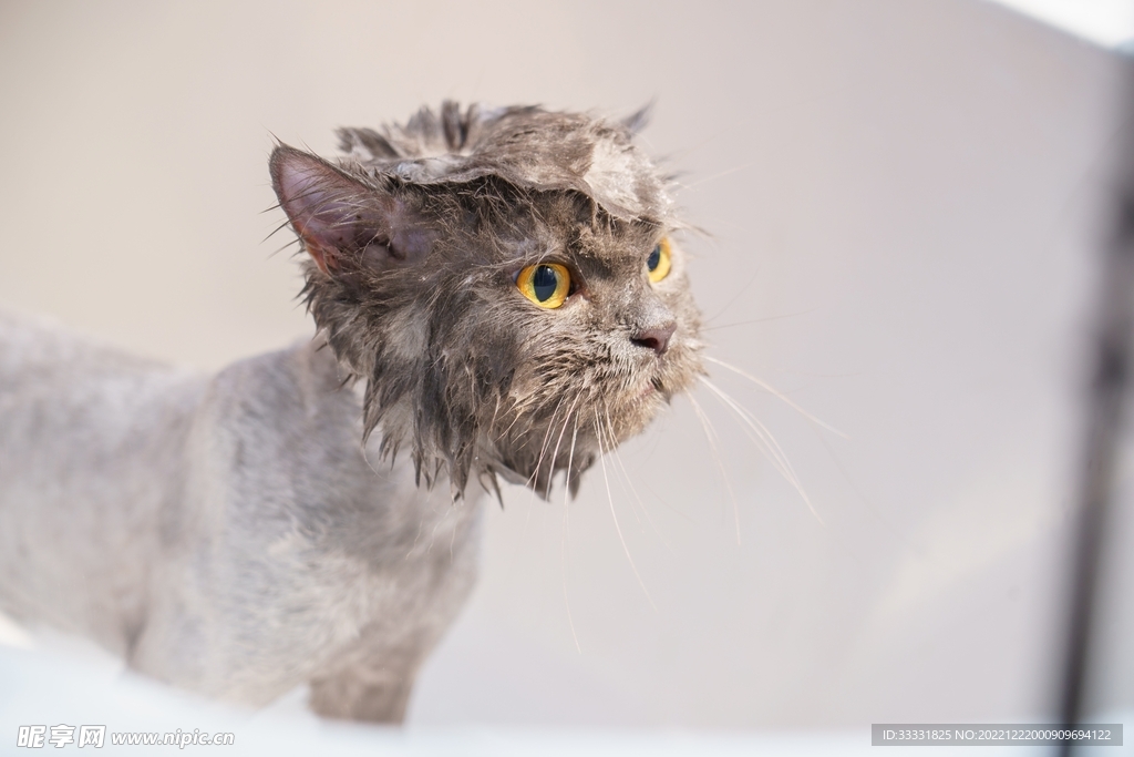 猫