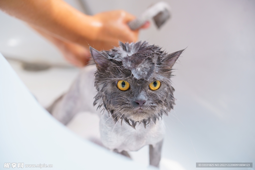 猫