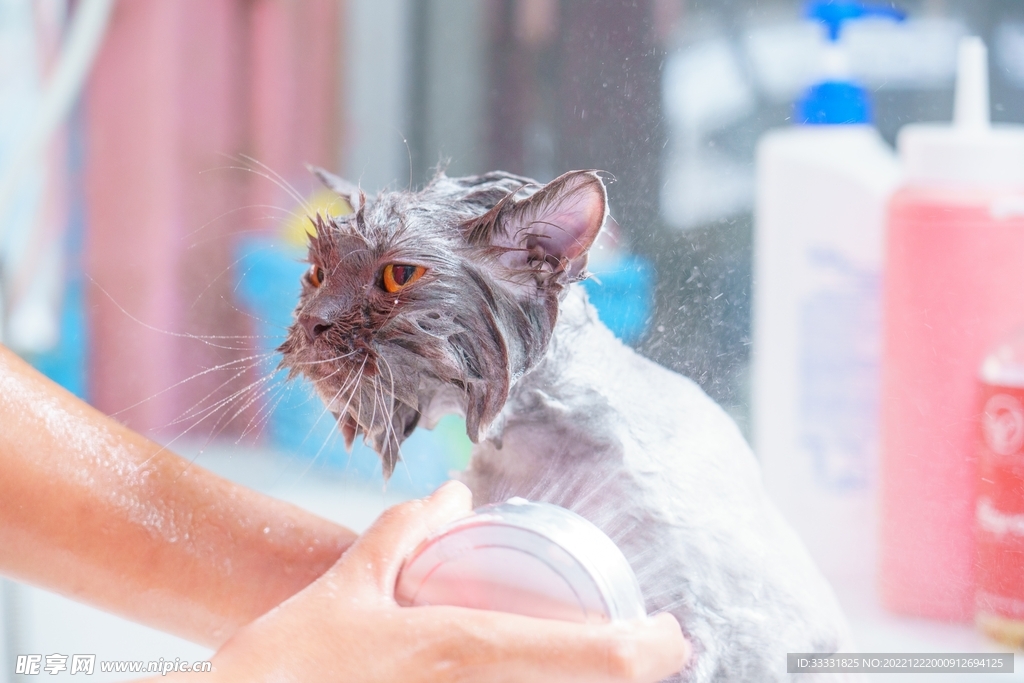 猫