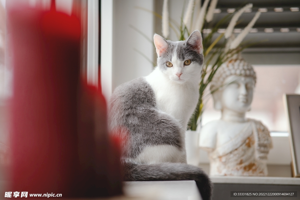 猫