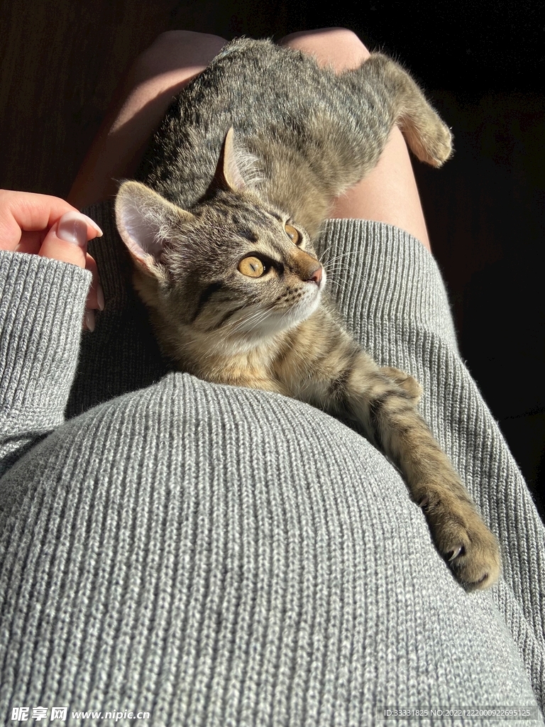 猫