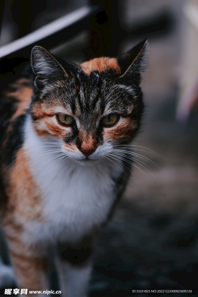 猫