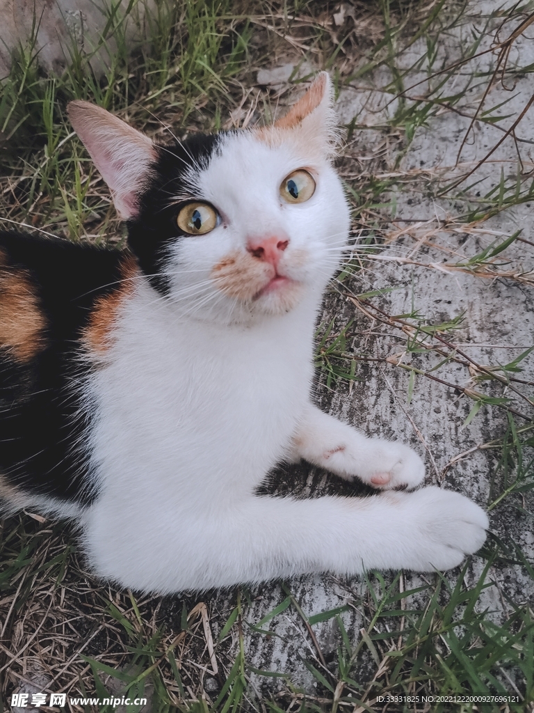 猫