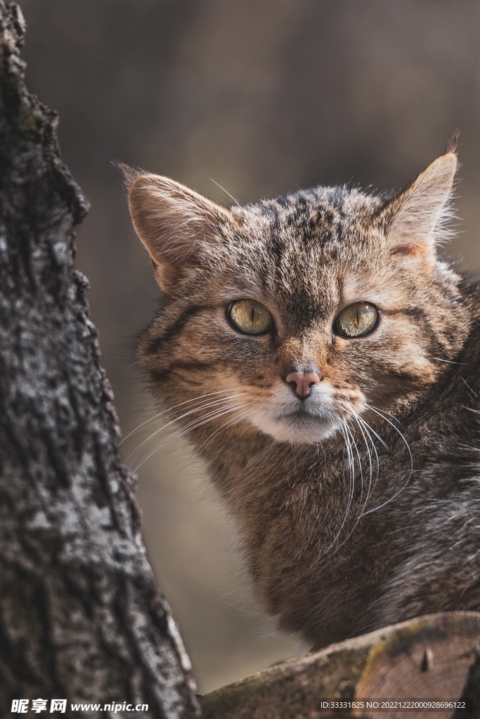 猫