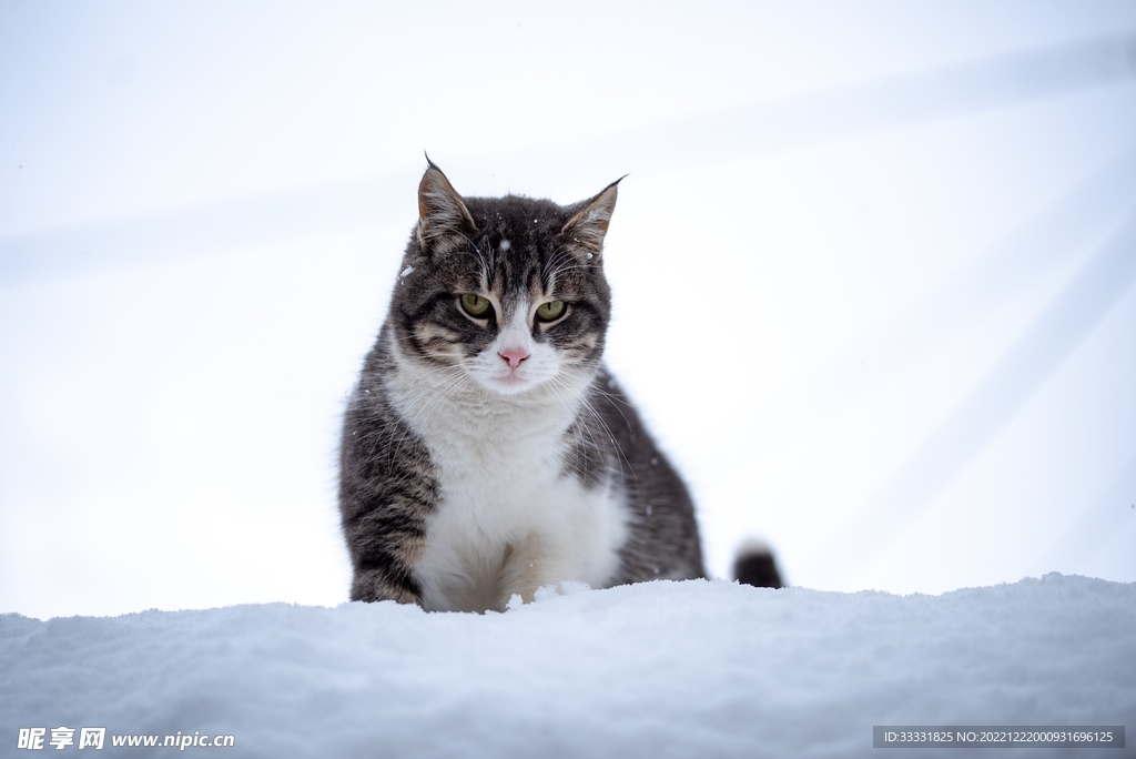 猫