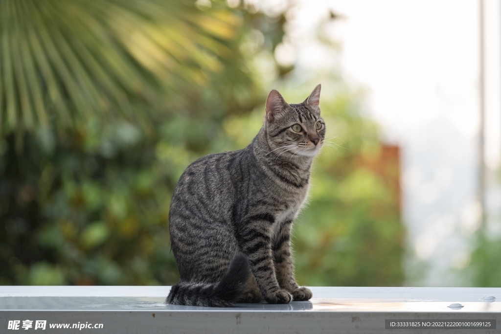 猫