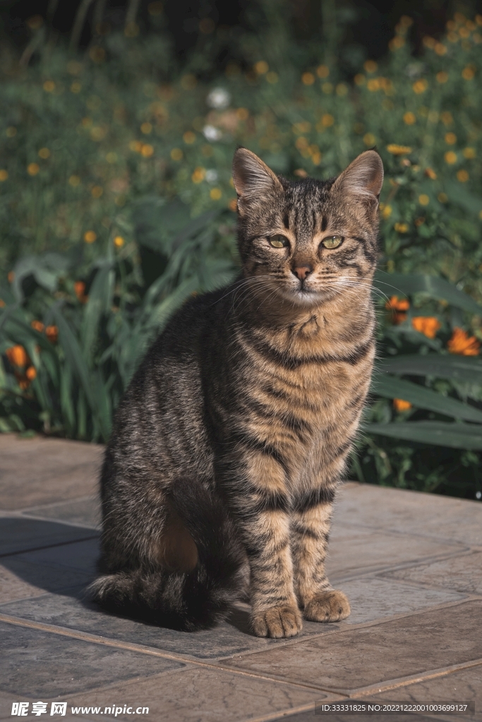 猫