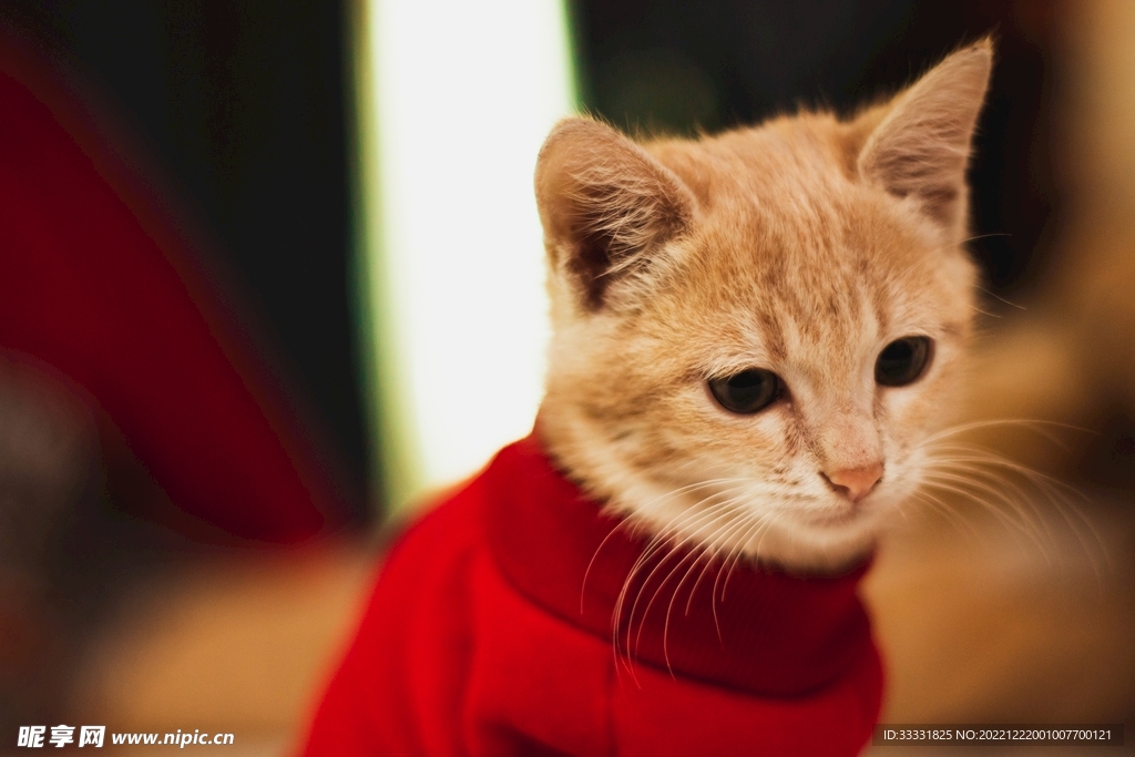 猫