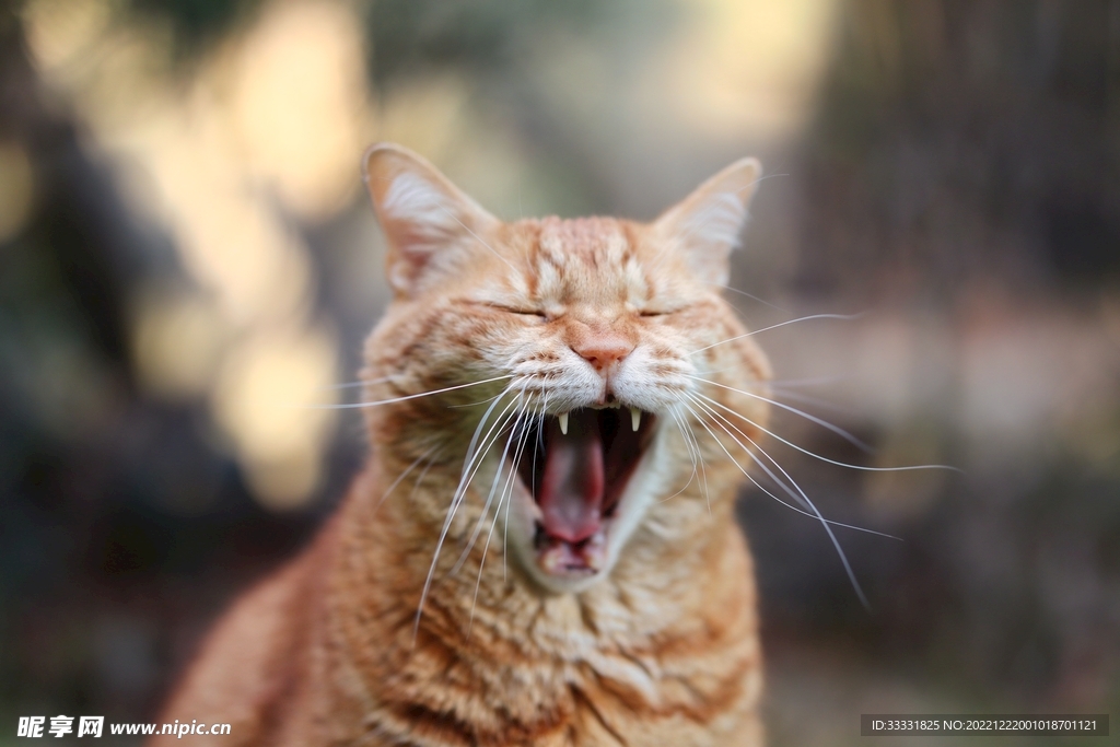 猫