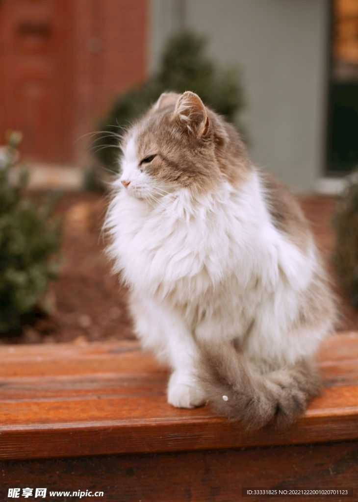 猫