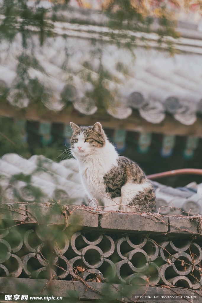 猫