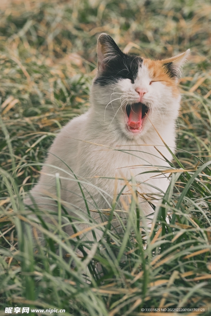 猫